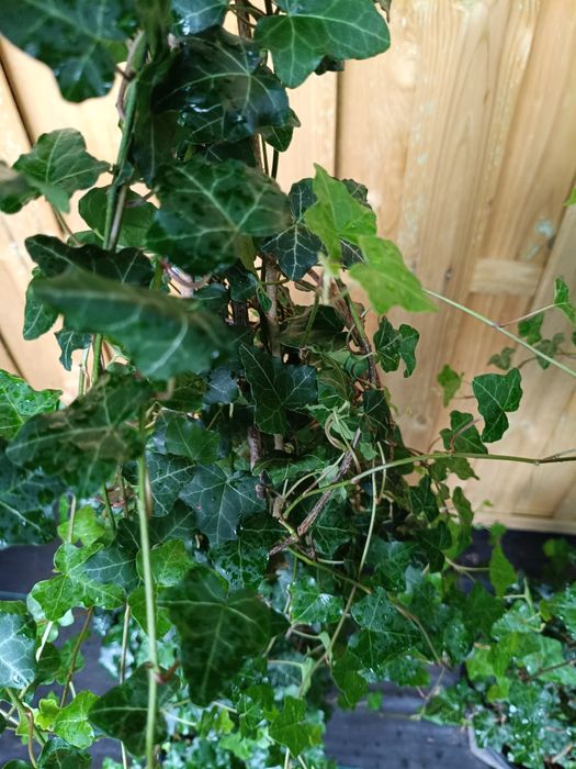 Duży bluszcz Hedera Helix wys.100cm-130cm