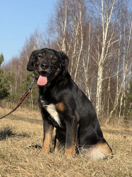 Pieski do adopcji
