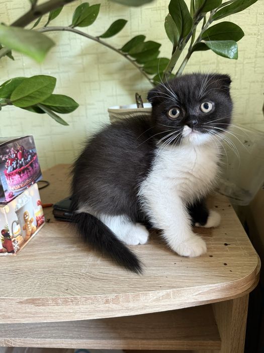 Шотландські кошенята