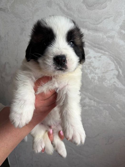 Цуценята московської сторожової