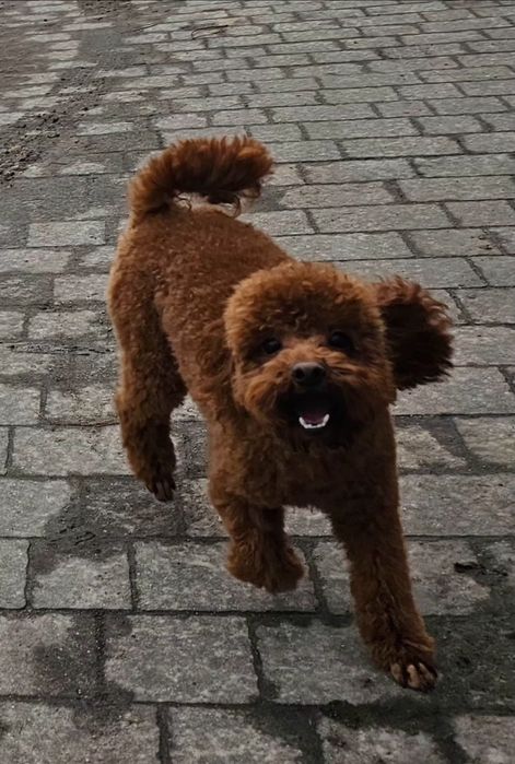 Pudel Toy Red Brown Dziewczynka Już Do Odbioru