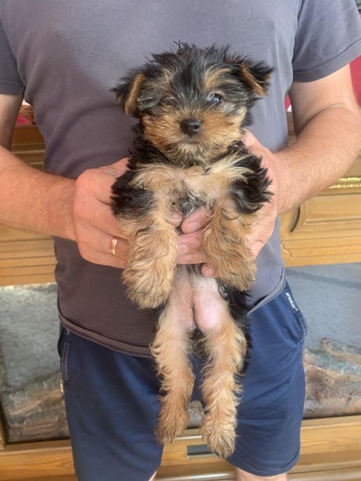 Продам цуценят Йорка