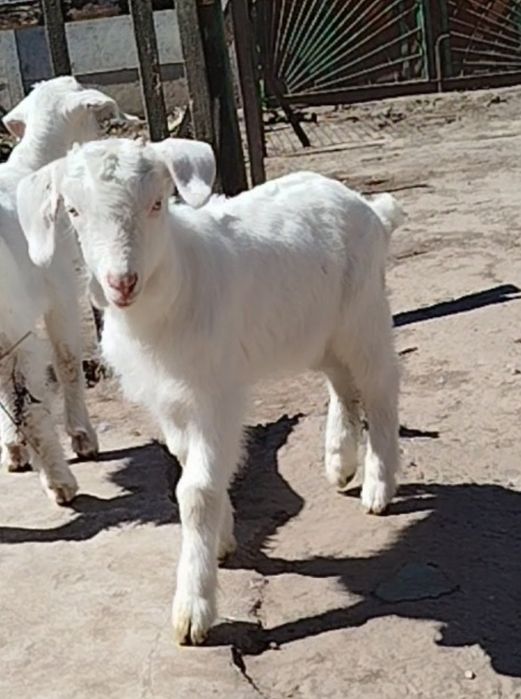 Две беременные козочки.