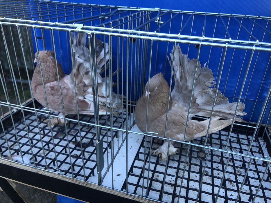 Pawiki indyjskie pary