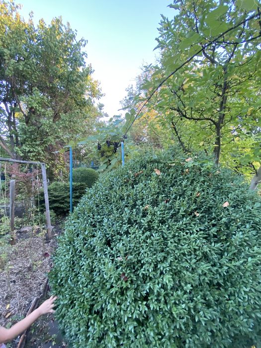 Дачний невеликий будинок