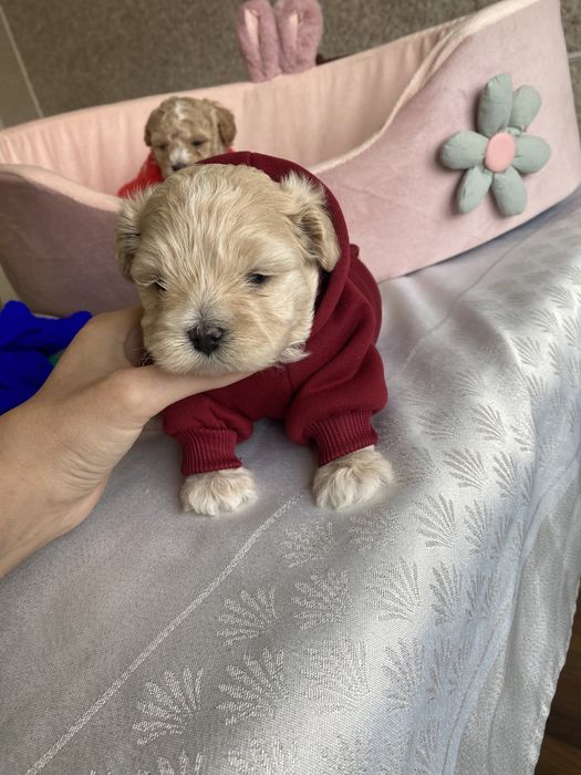 Маленькі мальтипу карамельні