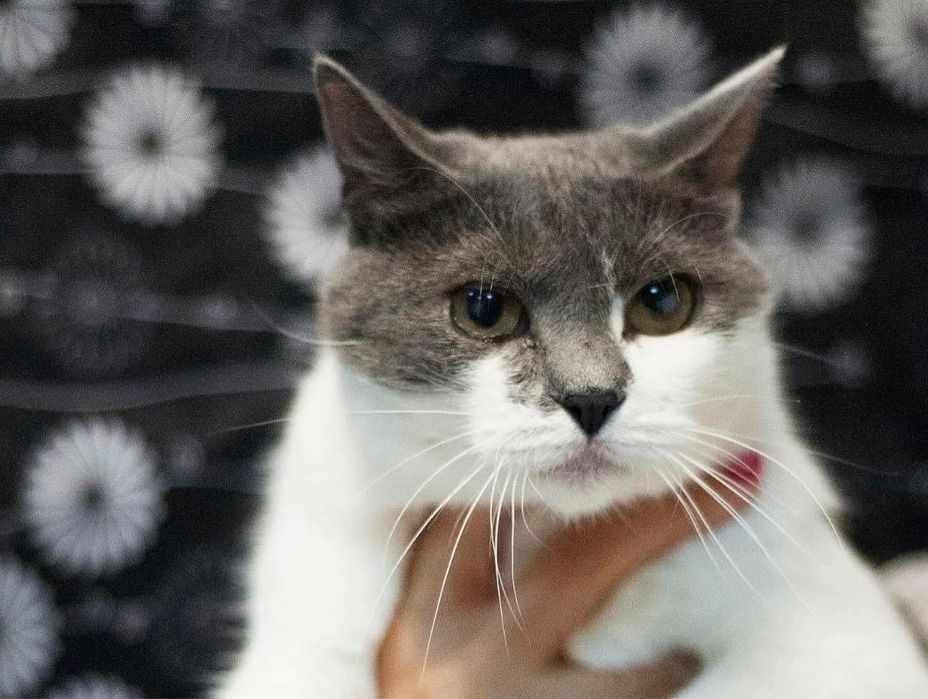 Добра Кішечка Санні мріє про родину!