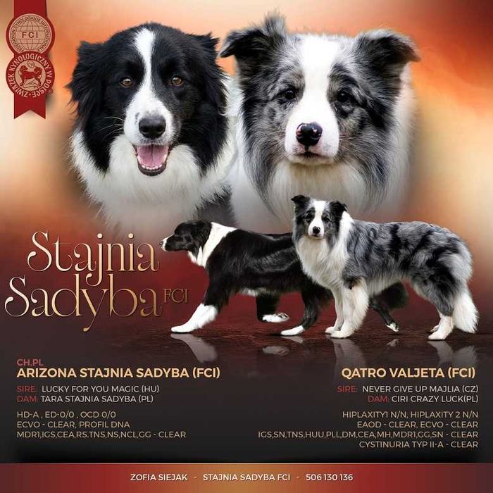 Szczenie Border Collie