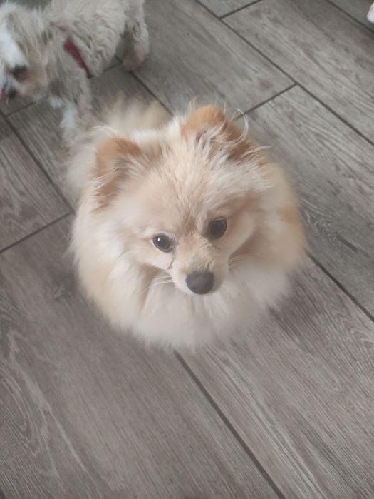 Psia lapka domowy hotel dla zwierząt.