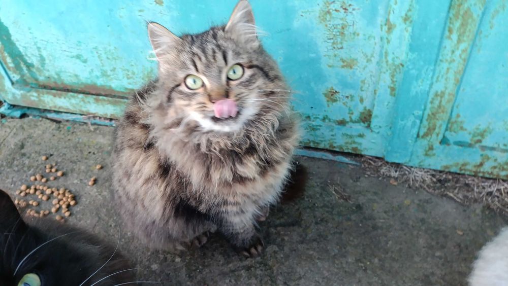 Тигрова кішечка шукає дім, стерилізована