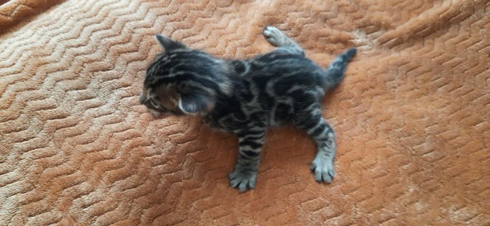 Бенгальские коты