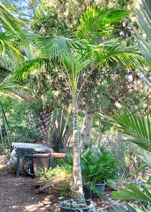 Palmeiras int/ exterior Kentia ou Howea forsteriana