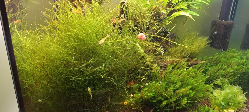 Sprzedam mech do akwarium