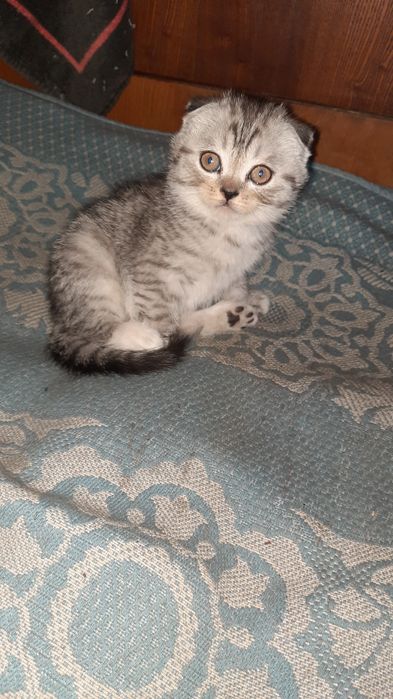 Продам котят срочно только звонить