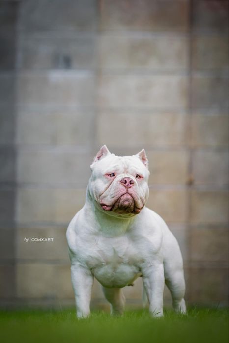 American bully standard ABKC