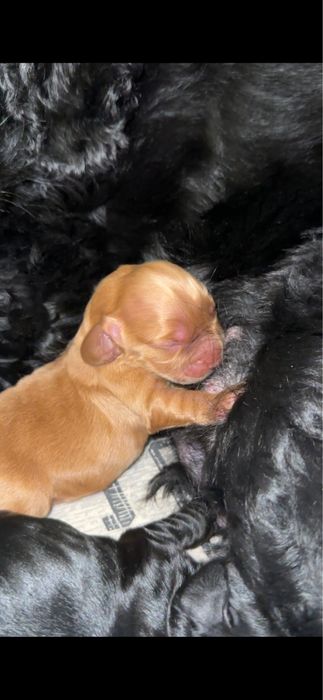 Щенки английского кокер спаниеля