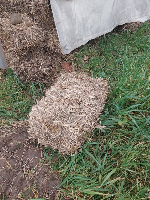 Продаються тюки соломи