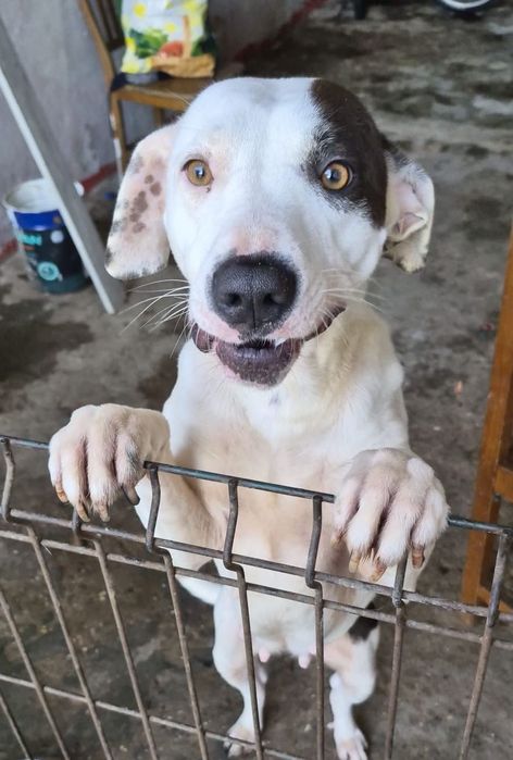 Adoção Responsável - Cadela