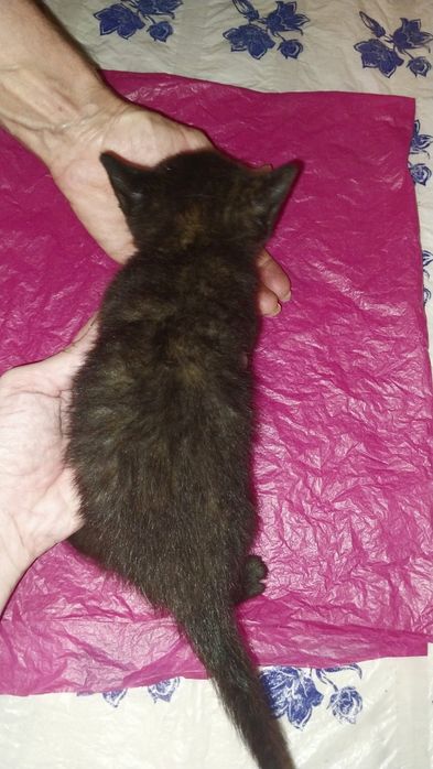 Тайская девочка котенок 1 месяц