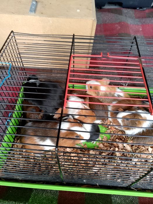 Sprzedam świnki morskie