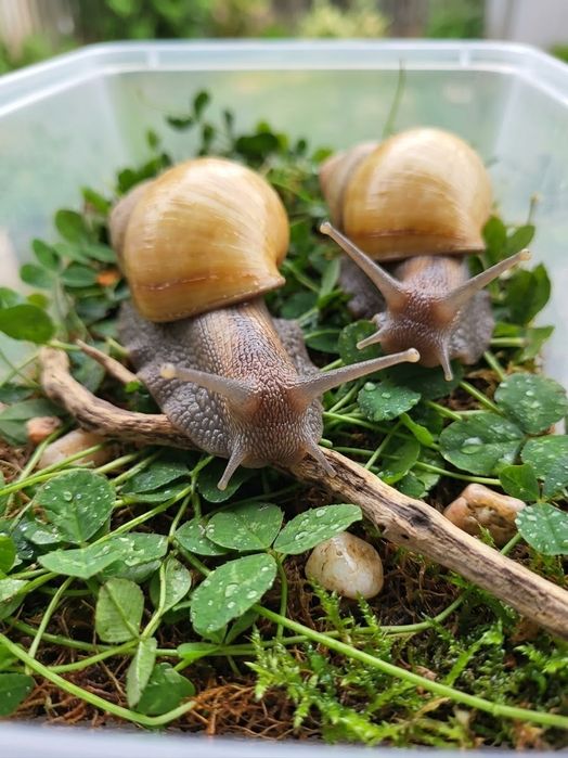 Ślimaki afrykańskie maluszki