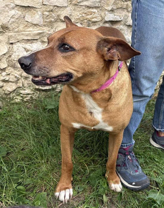 Oddam za darmo pieska