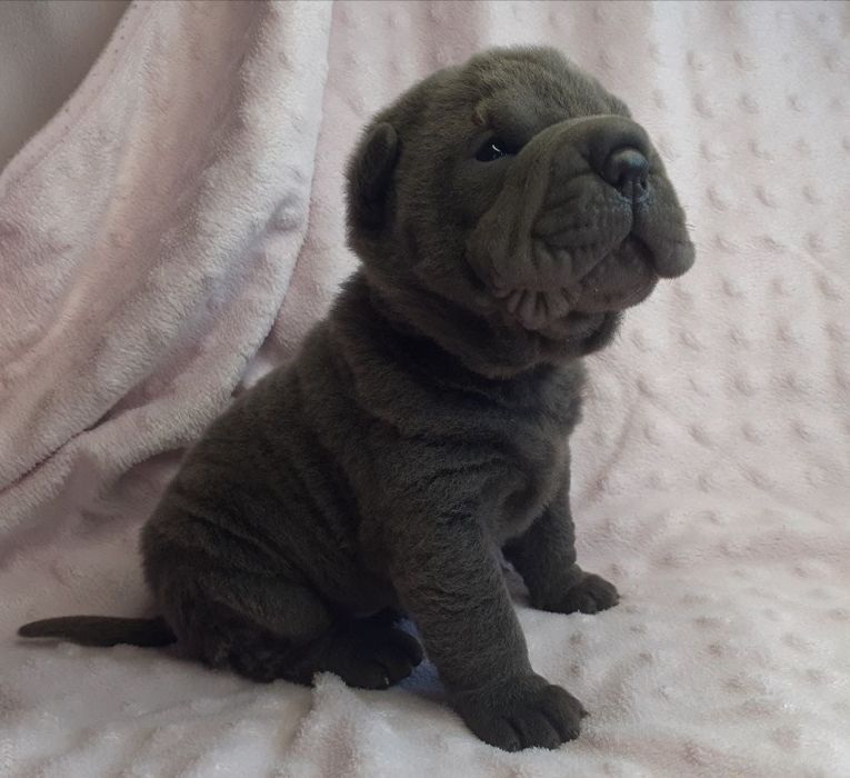 Шарпей девочка голубого окраса