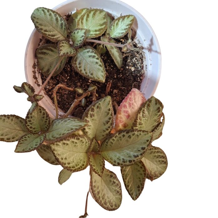 Вкоріна епісція. Кімнатні рослини