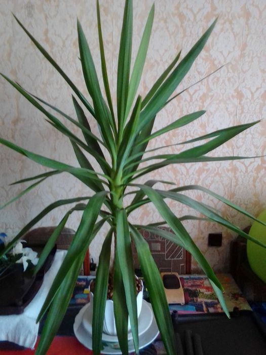 Продам пальму юкку.