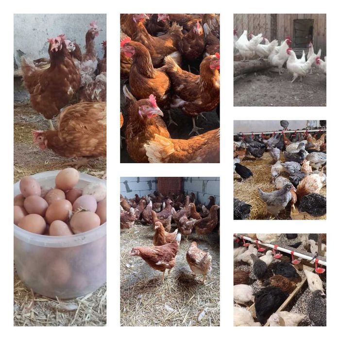 Продам кури несушки! Доставка безкоштовна. Дергачи!