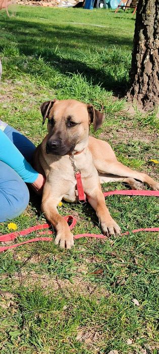 American Staffordshire Terrier szuka domu schronisko Zgierz -aktualne