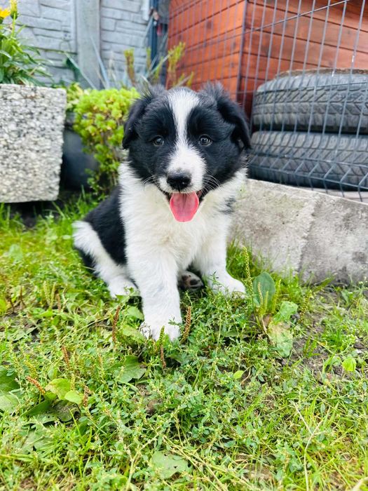 Border Collie szczeniak