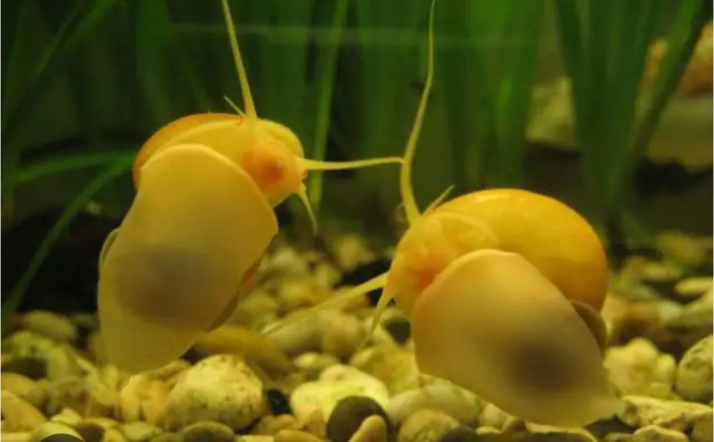 Улитки ампулярии