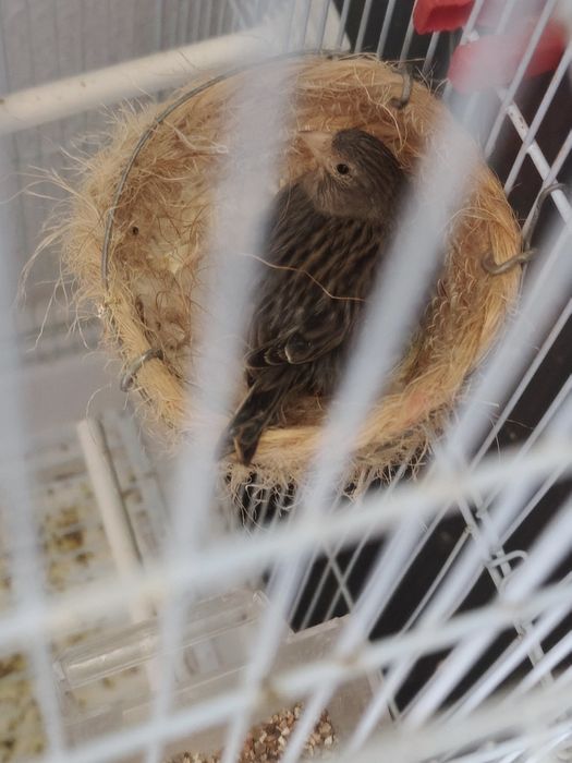 Canários  timbrado espanhol