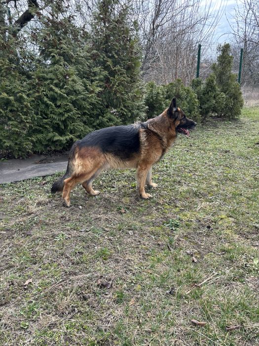 Немецкая овчарка вязка