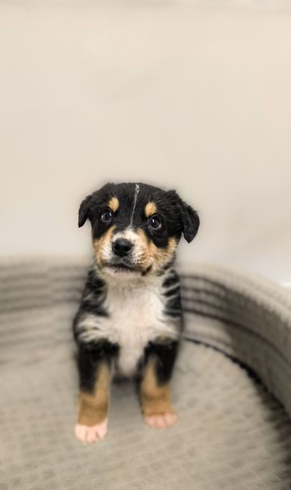 Precel mały szczeniak znaleziony w lesie szuka domek