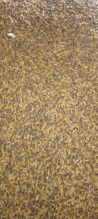 Łubin wąskolistny Ekologiczny, (owies+Łubin)/owies/żyto jare-ozime/Eko