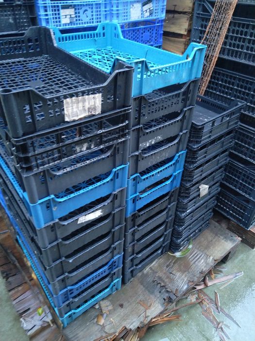 Caixas de plástico para cogumelos ou Figos