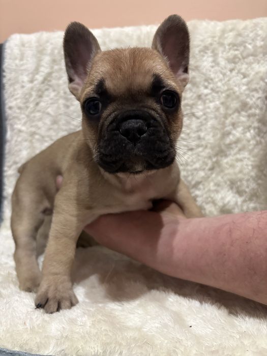 Buldog francuski - biszkoptowy samczyk