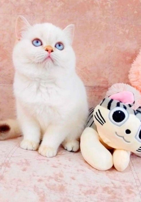 Неймовірна красунечка дівчинка шиншилка