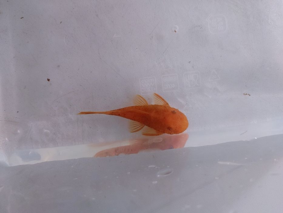 Zbrojnik ancistrus L144 red  glonojad