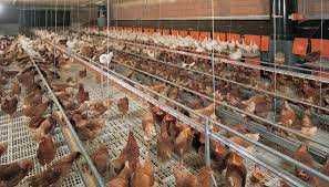 KURKI nioski z wolnego wybiegu z własnego odchowu ! Wszystkie rasy !