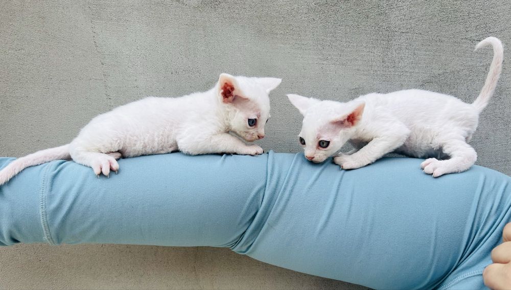 Biały kocurek Devon Rex
