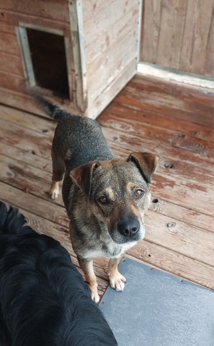 Spokojny pies do adopcji – wierny towarzysz na lata