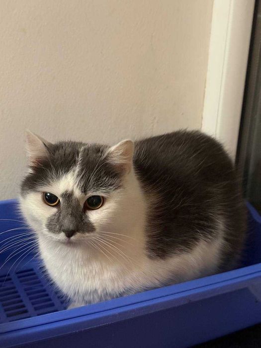 ніжна муркотлива та лагідна киця