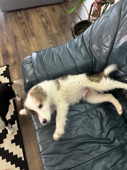 Терміново. Бордер коллі . Залишились два хлопчика