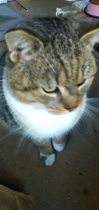 Wykastrowany kotek Ryś za darmo