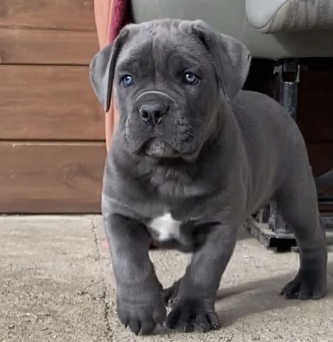 Cane Corso Mocny Pies