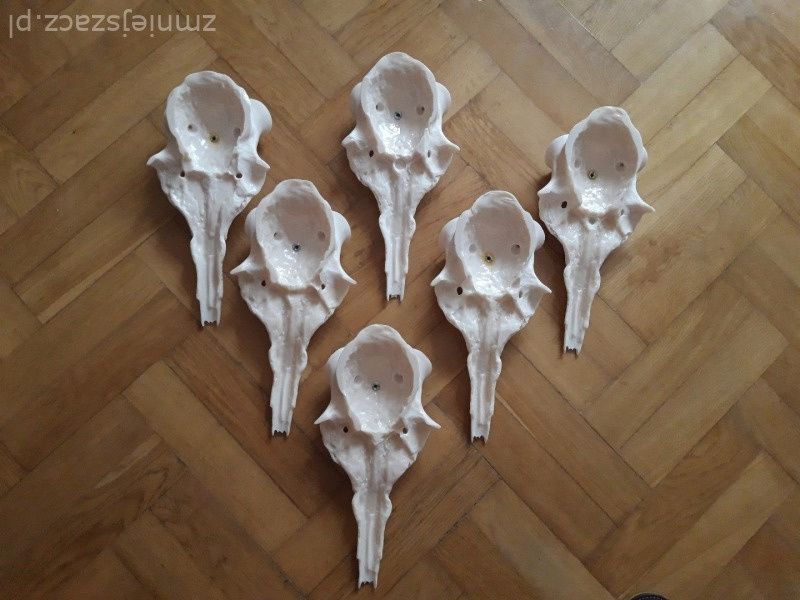 Czaszka jelenia pod zrzuty, poroże