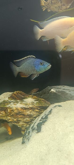 Pyszczak Nóż, Pyszczak płaskogłowy